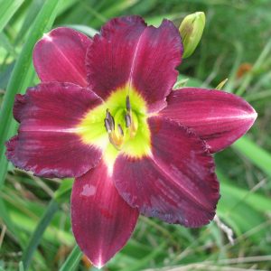 Super Purple Daylily