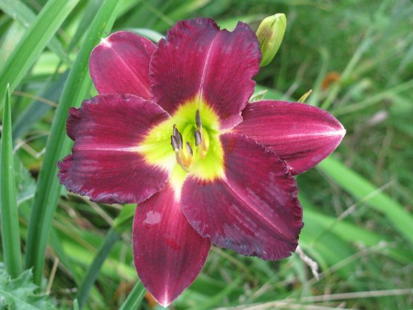 Super Purple Daylily