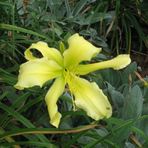 Lime Peel Daylily