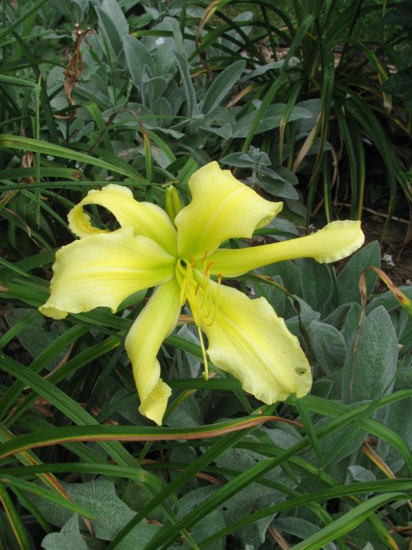 Lime Peel Daylily