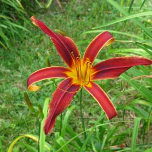 Abachee Daylily