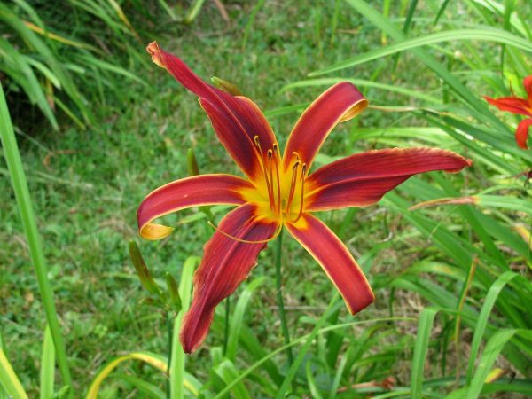 Abachee Daylily