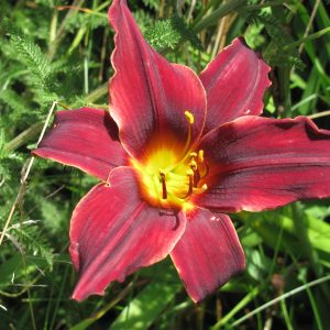 American Revolution Daylily