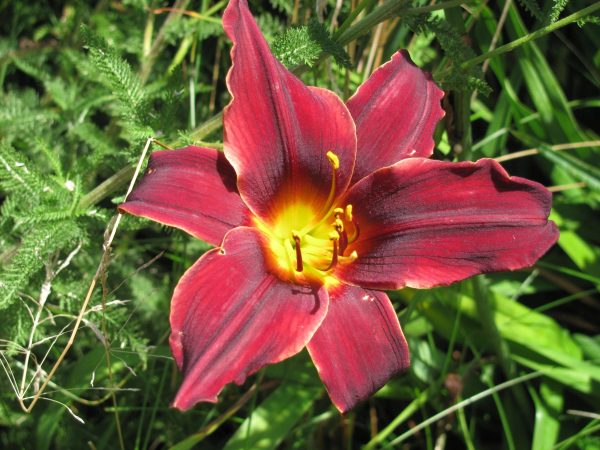 American Revolution Daylily
