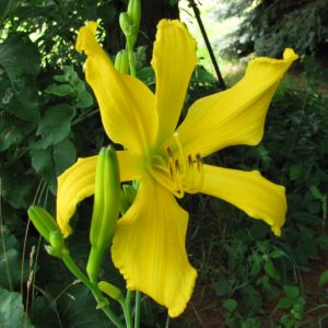 Ancient Elf Daylily