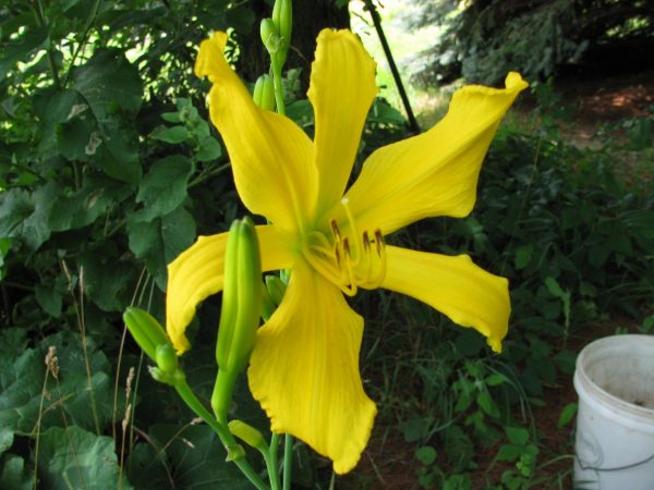 Ancient Elf Daylily