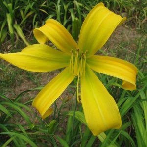 Artistic Gold Daylily