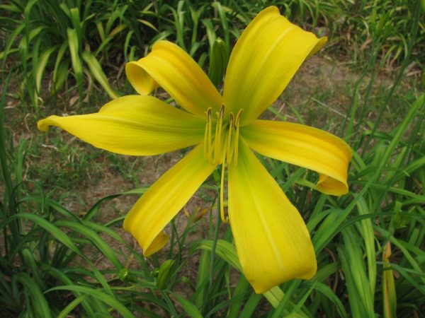 Artistic Gold Daylily