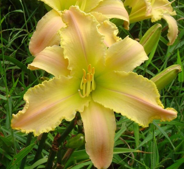 Techny Spider Daylily