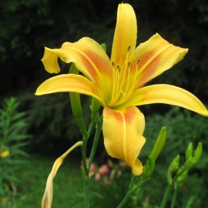 Autumn Minaret Daylily