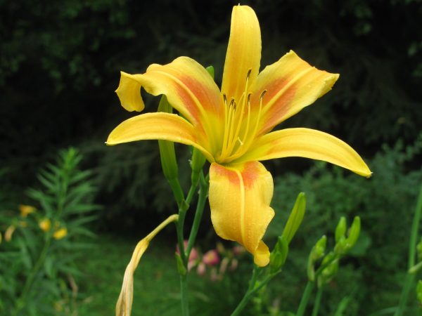 Autumn Minaret Daylily