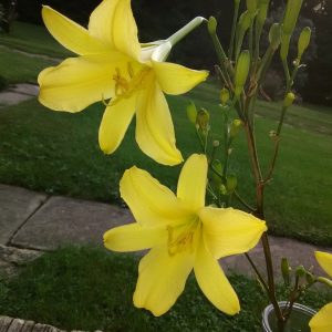 Autumn Prince Daylily