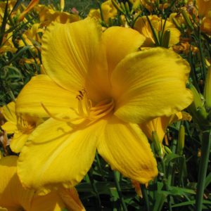 Buttered Popcorn Daylily