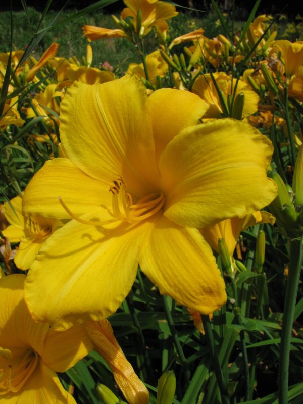 Buttered Popcorn Daylily