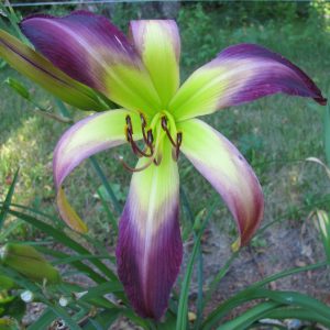 Bali Watercolor Daylily