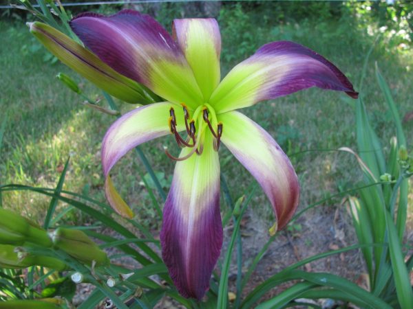 Bali Watercolor Daylily