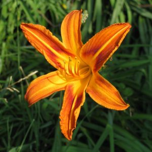 Baghdad Daylily