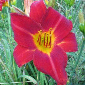 Baja Daylily