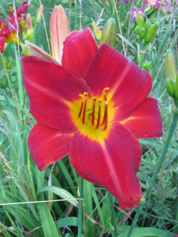 Baja Daylily