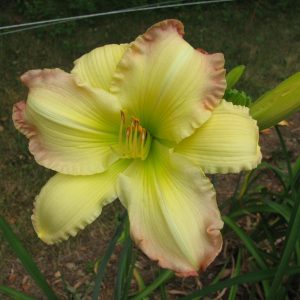 Beautiful Edgings Daylily