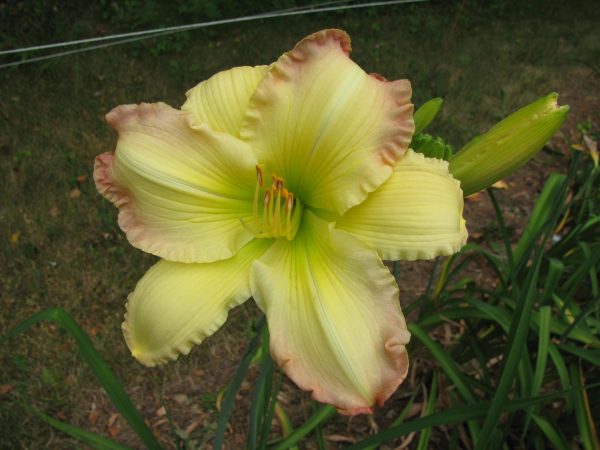 Beautiful Edgings Daylily