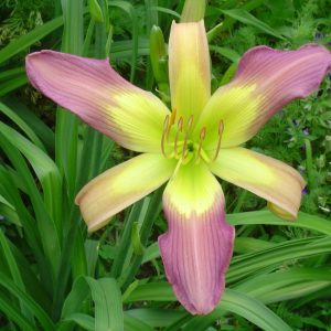 Blue Bird Sky Daylily