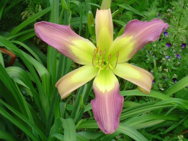 Blue Bird Sky Daylily