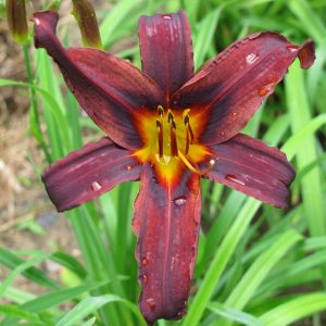 Black Hills Daylily