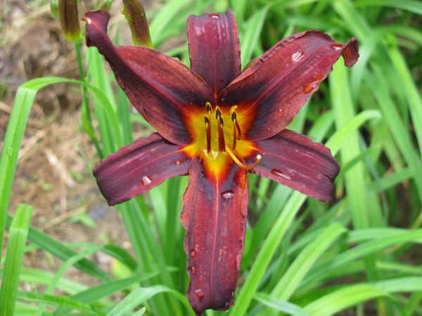 Black Hills Daylily