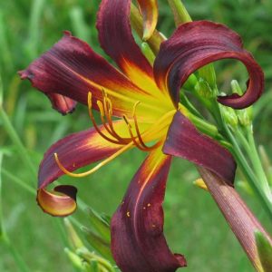 Black Plush Daylily