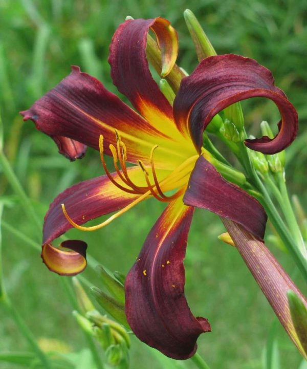 Black Plush Daylily