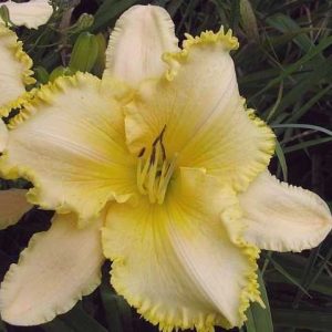 Buzz Saw Daylily