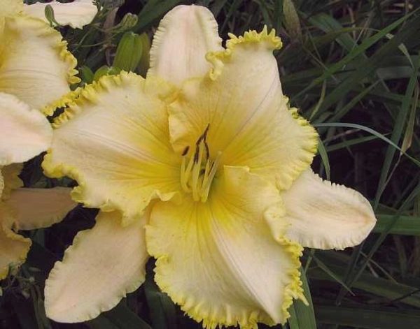 Buzz Saw Daylily