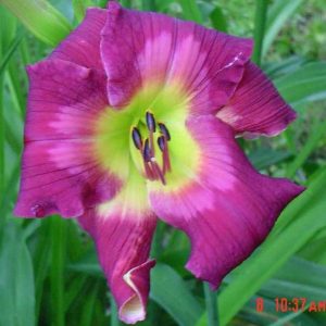 Camaroons Daylily