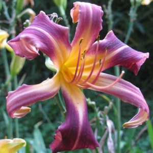 Carmine Ibis Daylily