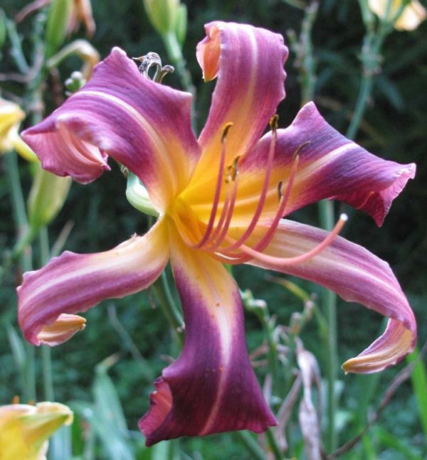 Carmine Ibis Daylily