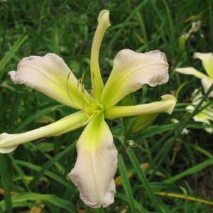 Cerulean Star Daylily