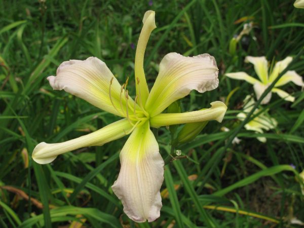 Cerulean Star Daylily