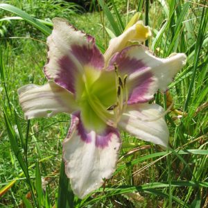 Chinese Cloisonne Daylily