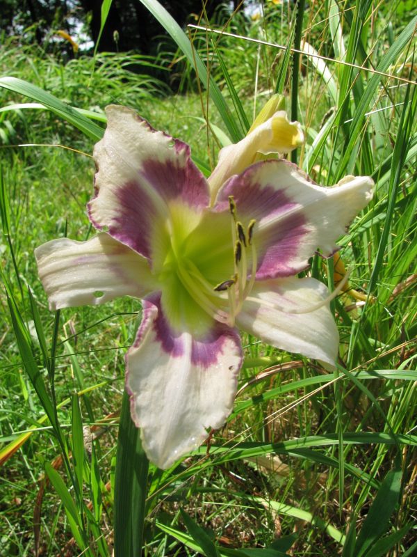 Chinese Cloisonne Daylily