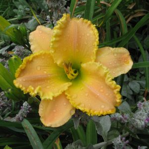 Charlie's Dream Daylily