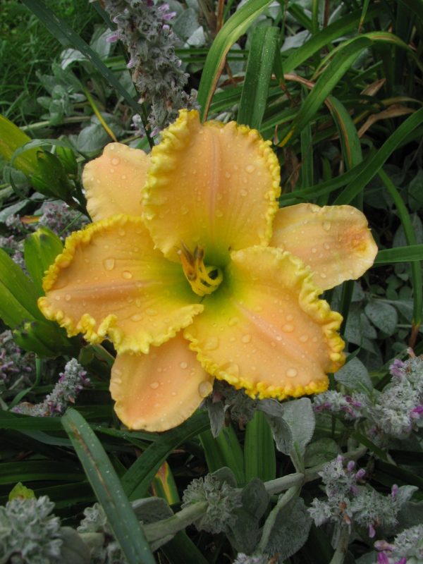 Charlie's Dream Daylily