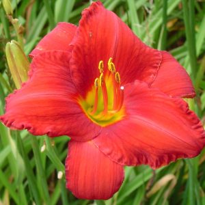 Chicago Apache Daylily