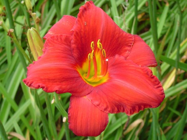 Chicago Apache Daylily