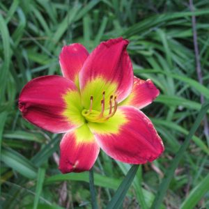 Christmas is Daylily