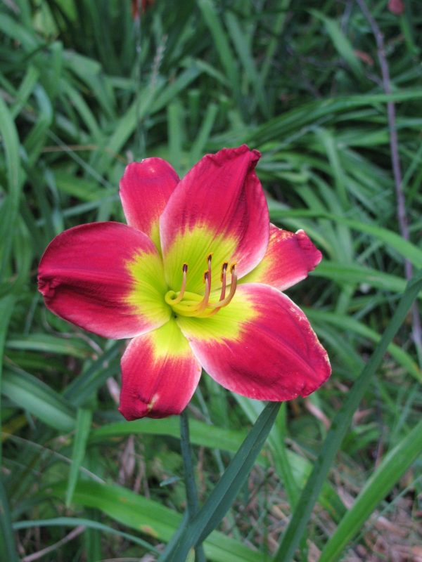 Christmas is Daylily