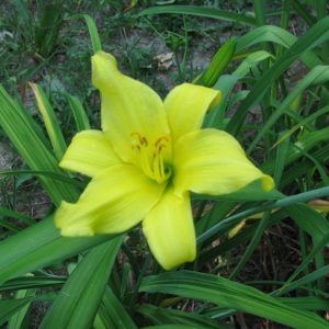 Circe Daylily