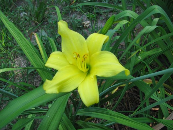 Circe Daylily