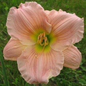 Barbara Mitchell Daylily