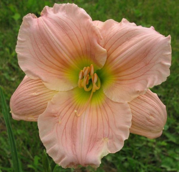 Barbara Mitchell Daylily